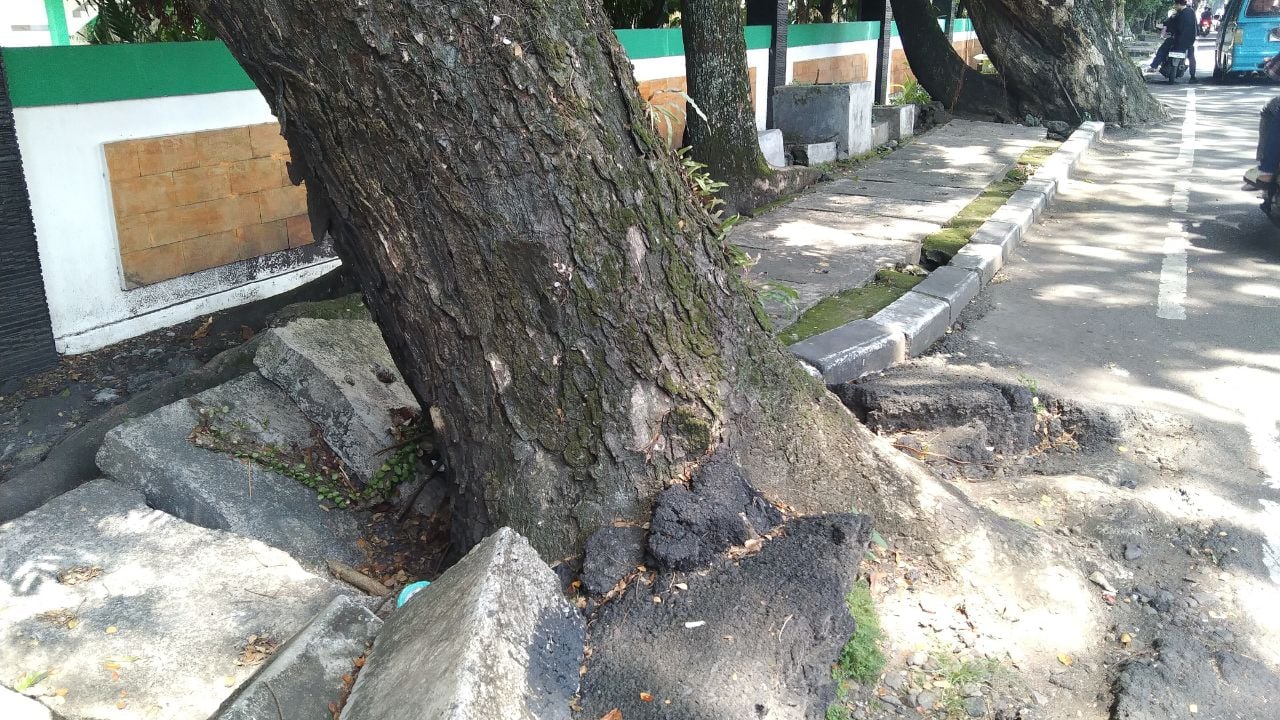 Big tree destroyed sidewalk