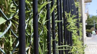 Bamboo Growing Behind Fence