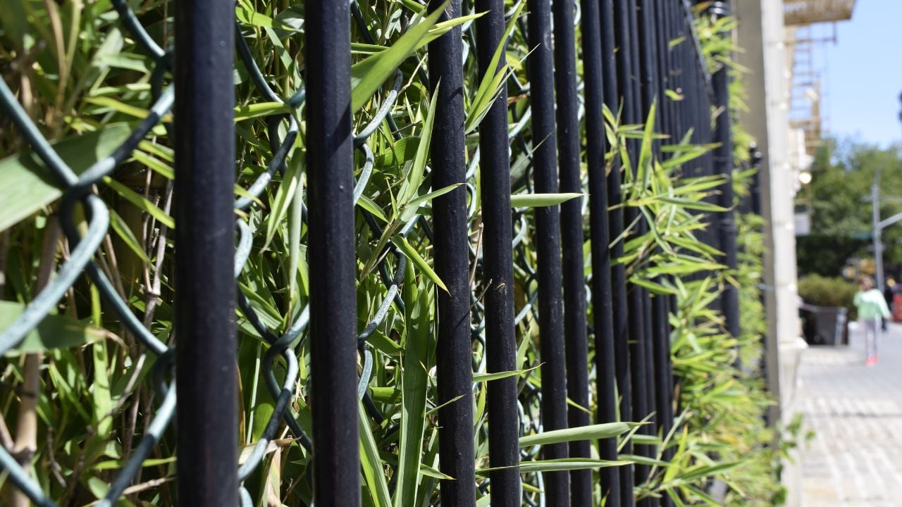 Bamboo Growing Behind Fence