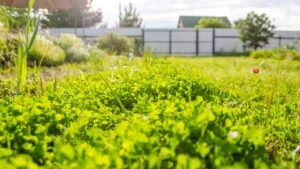 clover lawn in the evening sun