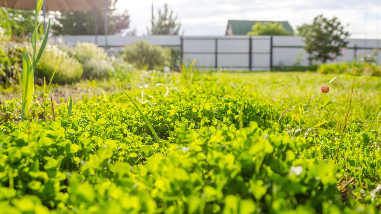 clover lawn in the evening sun