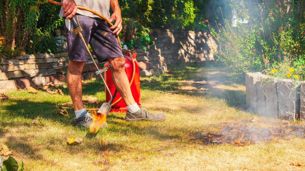 burn lawn. Man destroying dry dead grass with the weed burner, garden gas burner. Fire quickly spreading through dry grass in the garden, close-up. danger for Forest fire