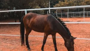 Rescue Horse Grazing in the Shetler