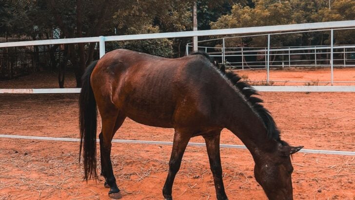 Deputies Rescue 13 Neglected Horses From Florida Property After Anonymous Tip