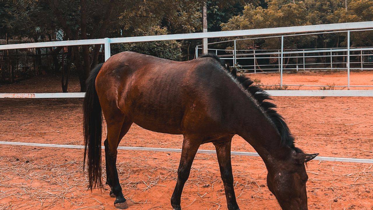 Rescue Horse Grazing in the Shetler