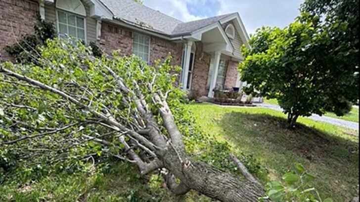 Homeowner Disputes $12,000 Tree Removal Bill After Storm Splits Tree in Front Yard