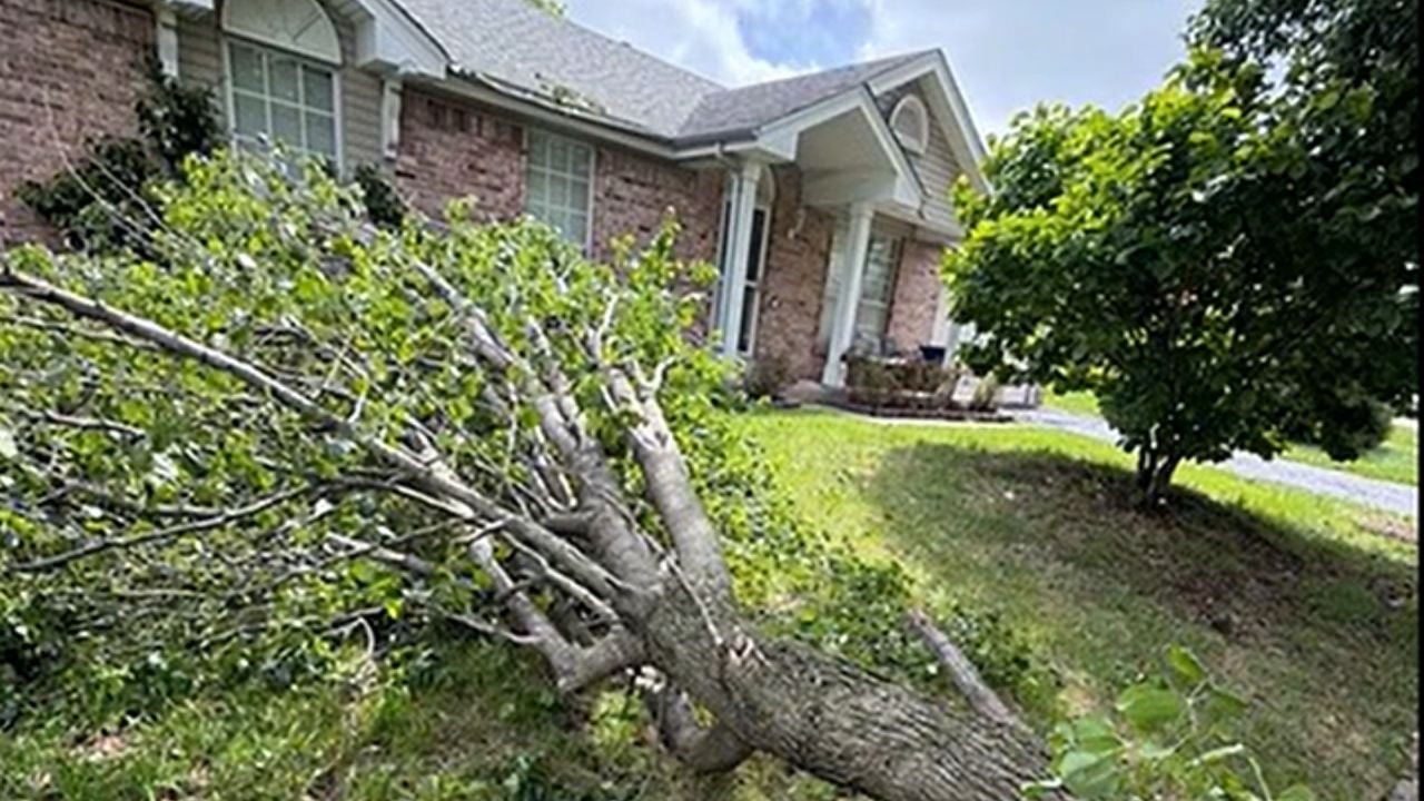 Storm Splits Tree in Front Yard