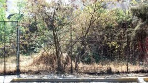 dead grass along fence line
