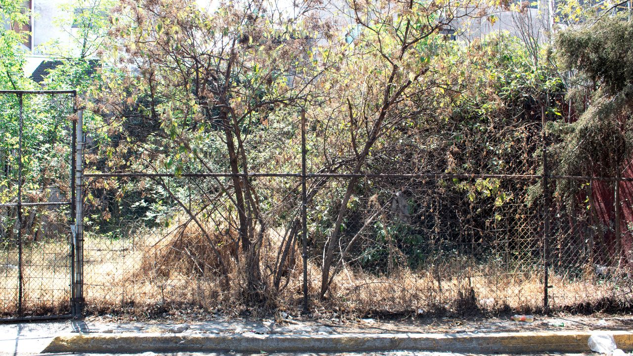 dead grass along fence line