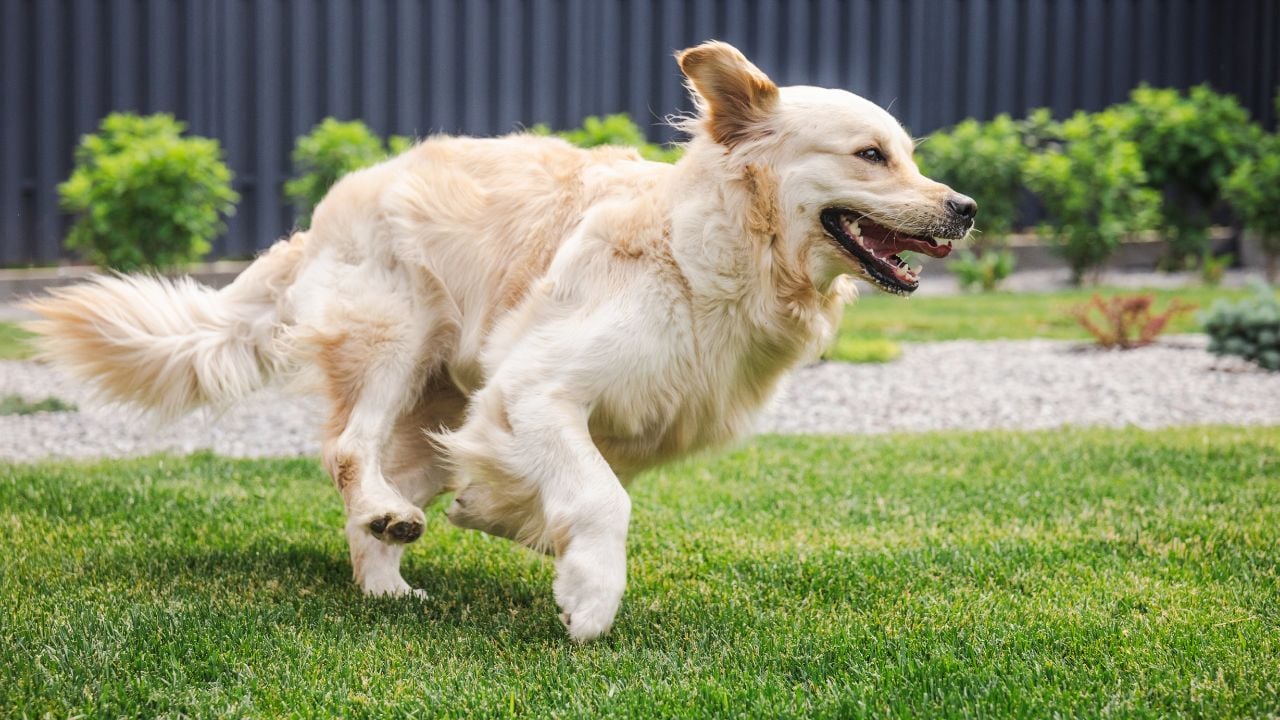 dog on lawn backyard