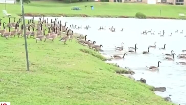 Homeowners Pushed Back After an HOA Planned To Euthanize Neighborhood Geese. The Board Just Reversed Course