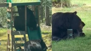 Bear sightings increase near Page Park in Bristol