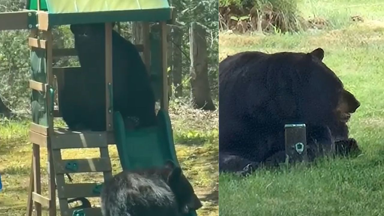 Bear sightings increase near Page Park in Bristol