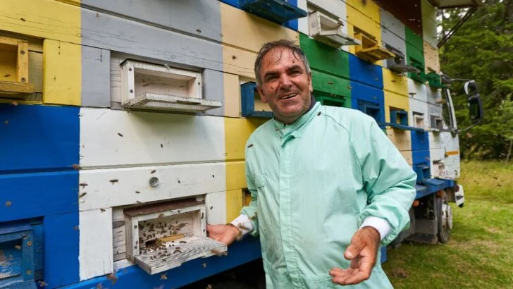 Nearly 2 Million Bees Escaped After a Beehive Truck Overturned in Texas