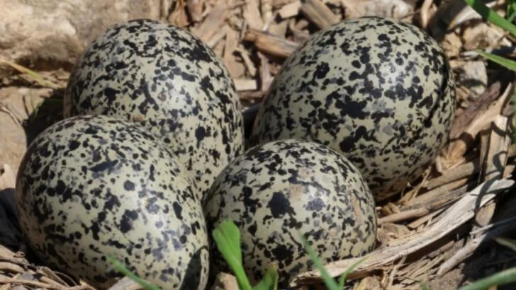 A Couple Asked Builders To Pause Construction After Finding Four Tiny Eggs on the Lot Next Door