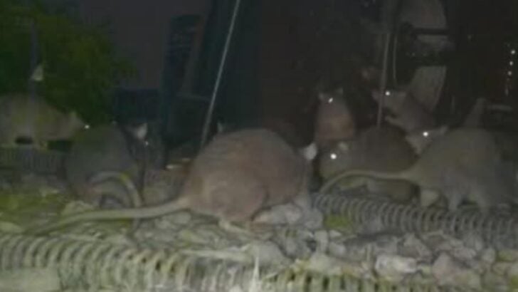Residents Say Rats Are Running Through Their Driveways After a Nearby Property Was Condemned