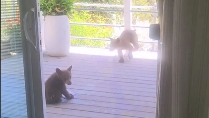 Three Bear Cubs Wandered Right Up to a Yucaipa Home’s Screen Door