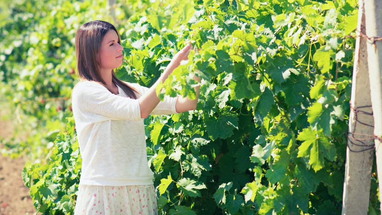 beautiful young woman, walks on a vineyard in a hot summer, sunny day.