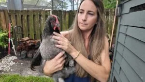 Casselberry debates city chicken ordinance
