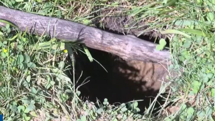Toledo Residents Say Groundhogs Are Digging Near Yards, Driveways, and Home Foundations