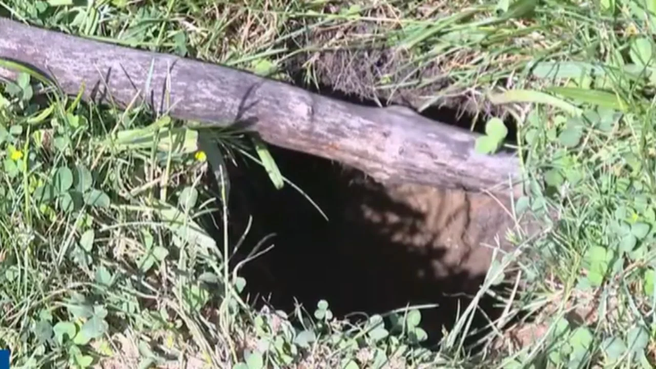 groundhogs