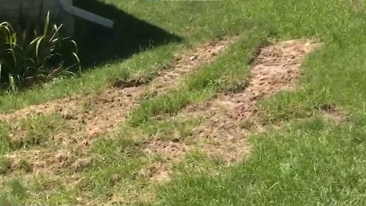 A Storm Knocked Out Power. Then Repair Equipment Tore Up a Homeowner’s Lawn