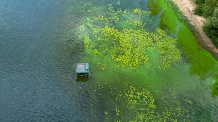 Lakefront Residents Say Blue-Green Algae Is Showing Up More Often Near Their Homes