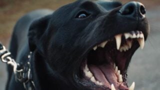 Kentucky’s dog leash laws
