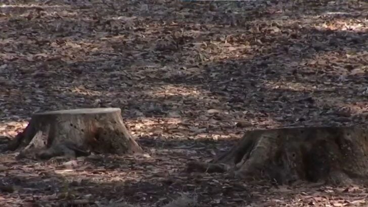 A City Spent $427,000 Removing Trees After One Fell on a Driver. Now Officials Want Answers