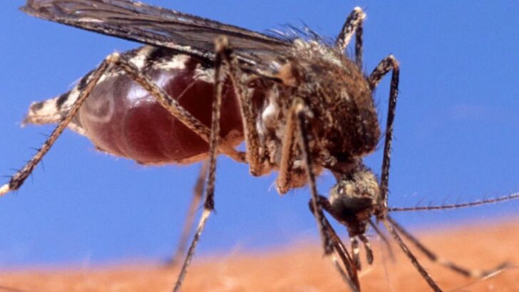 West Nile Mosquitoes Found in Three Las Vegas ZIP Codes. Yards and Pools Are Part of the Warning