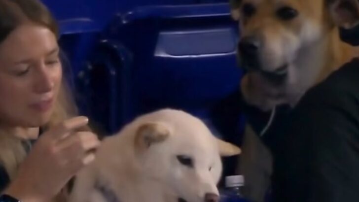 Miami Marlins Find Jealous Pup Caught Eyeing Another Dog’s Ballpark Snack
