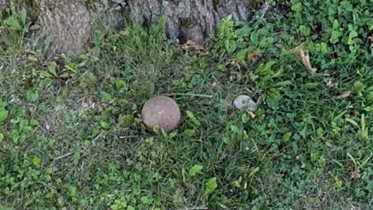 A Homeowner Dug Near an Old Oak Tree and Found a Cannonball in the Yard