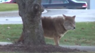 coyote attacked multiple dogs