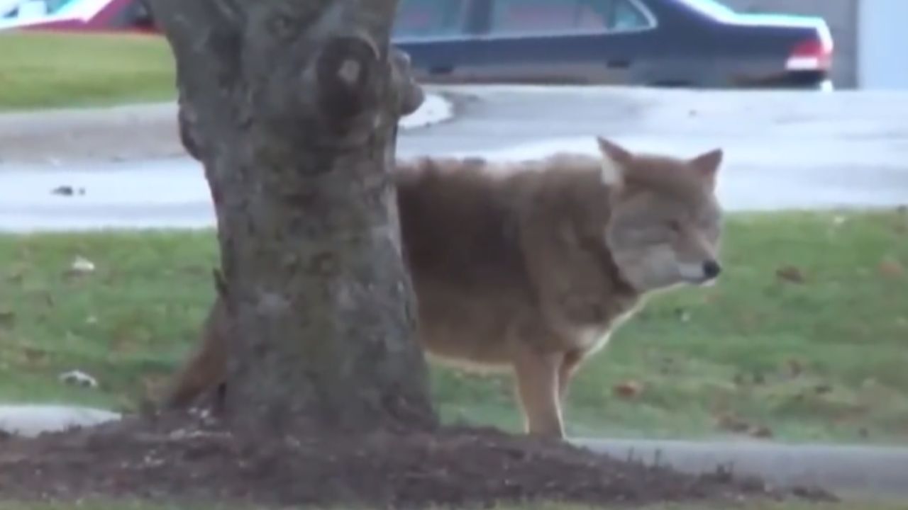 coyote attacked multiple dogs