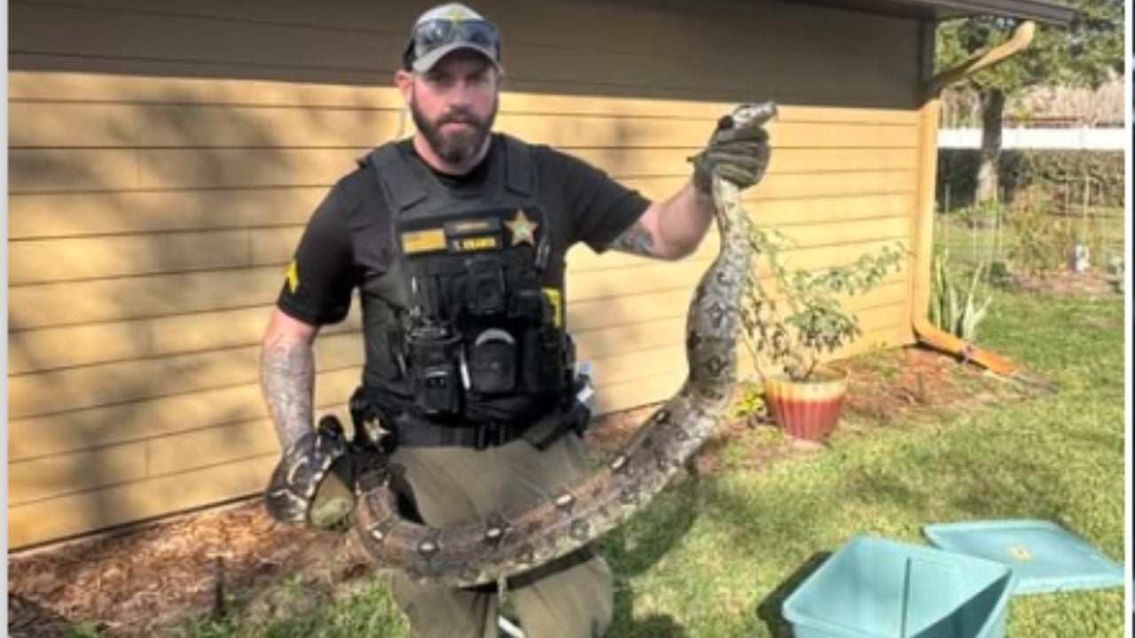 A Homeowner Found a 9-Foot Boa in Her Yard