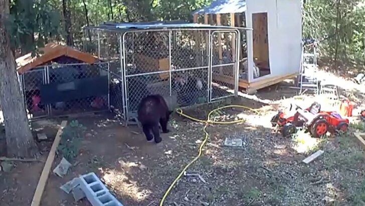 A Bear Was Caught on Backyard Cameras in Grovetown. Officials Say Bird Feeders and Animal Feed Can Bring Them Back