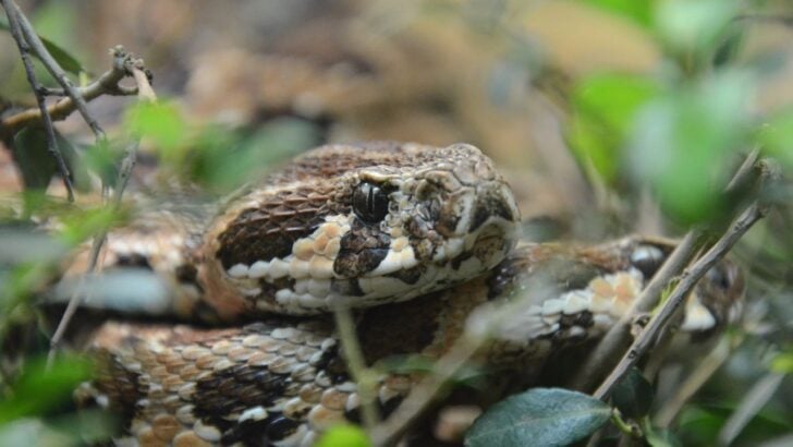 A Possible Rattlesnake Sighting Has Bermuda Residents Checking Yards and Dense Vegetation