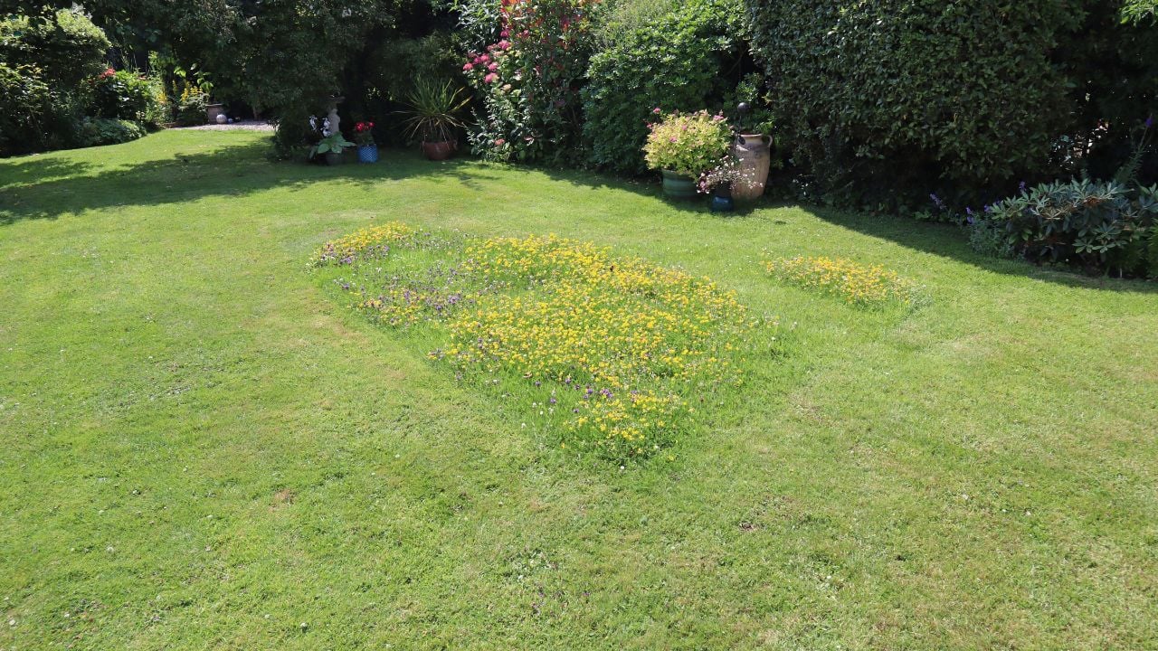 Weeds and wildflowers are allowed to grow in a section of a lawn in order to encourage insects and bees