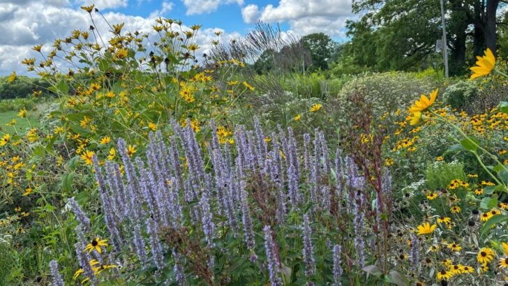 Homeowners Are Trying “Chaos Gardening,” but Experts Say It Still Needs a Plan