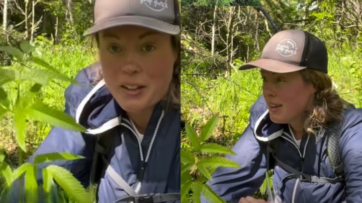 Viral Facebook Post Warns of Water Hemlock, North America’s Most Toxic Native Plant