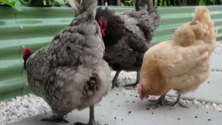 A Florida Woman Took On the City to Keep Her Four Backyard Hens