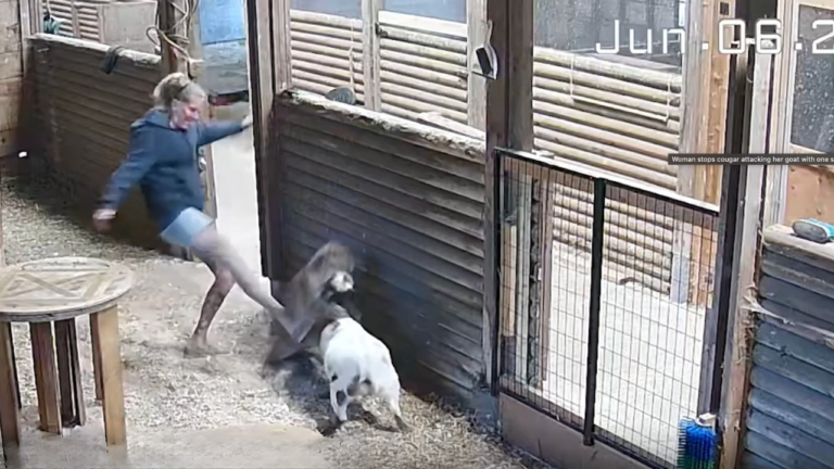 A Farmer Kicked a Cougar to Save Her Goat, and the Whole Thing Was Caught on Camera