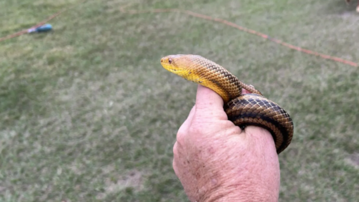 A Florida Rat Snake Keeps Returning to the Same Chicken Coop, No Matter How Far It’s Moved