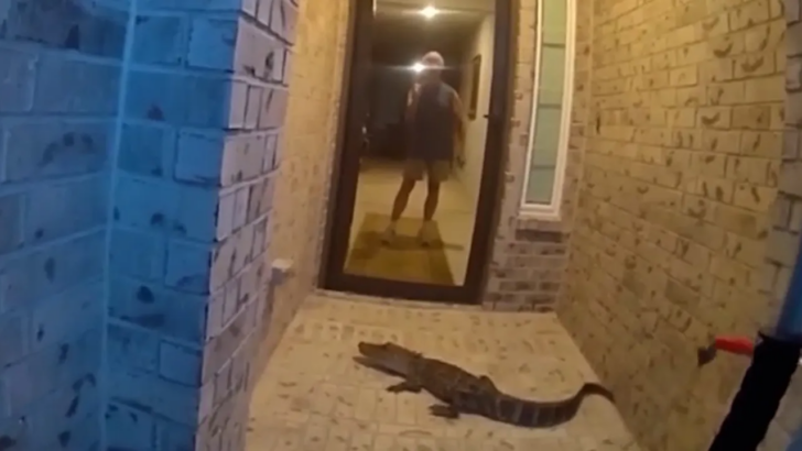 Texas Man Walks Out His Front Door to Find Alligator Waiting Rather Than an Amazon Package