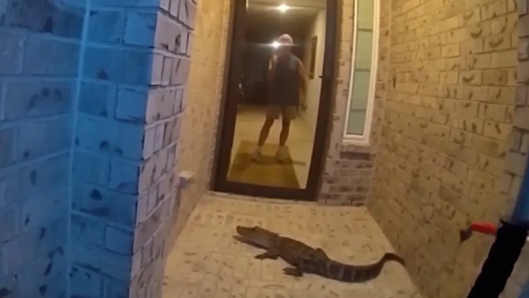 Texas Man Walks Out His Front Door to Find Alligator Waiting Rather Than an Amazon Package