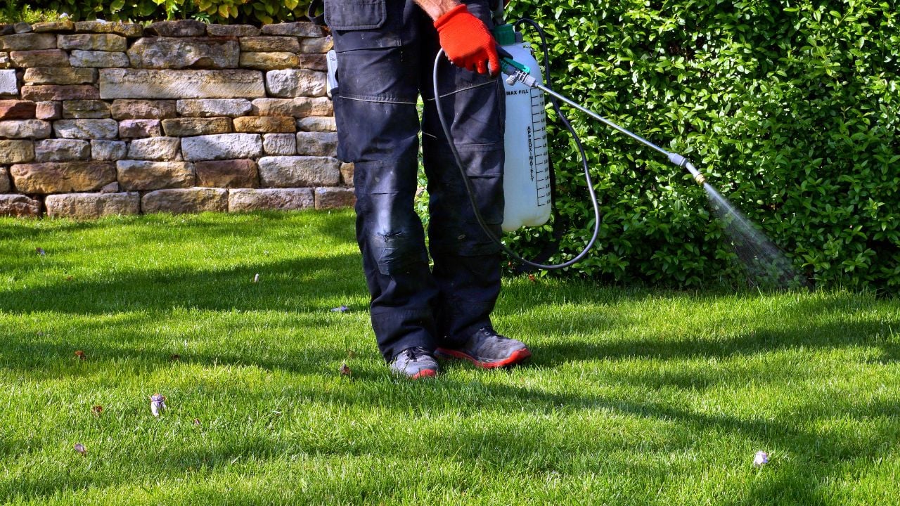 gardener spraying weed killer lawn