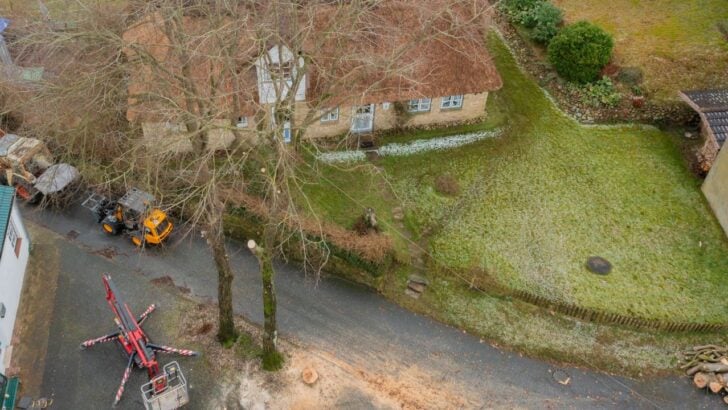 An HOA Wanted a Homeowner’s Tree Removed. The Better Move May Be a Second Arborist Opinion