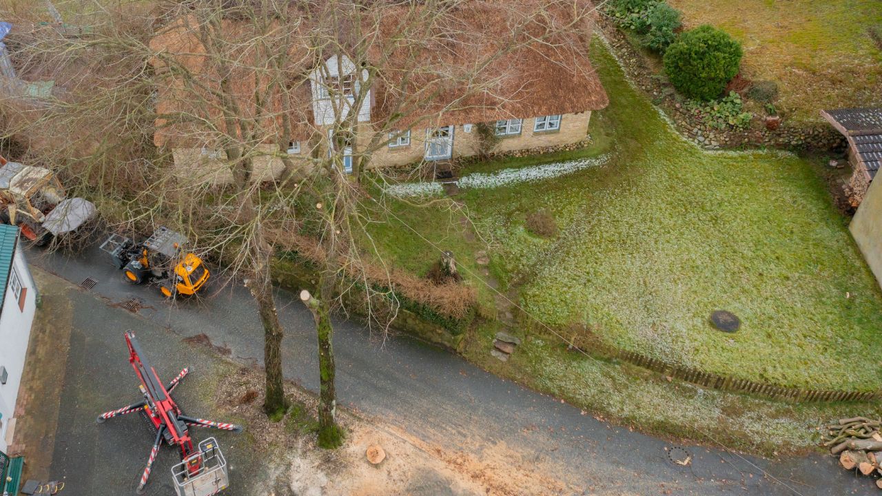homeowner tree removal
