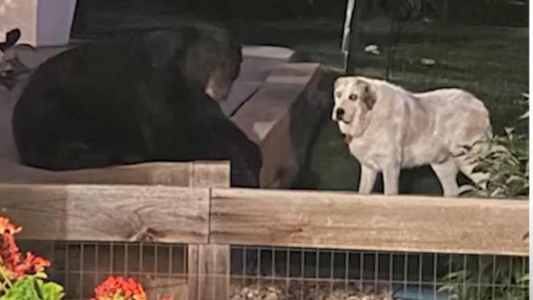 Bear and Dog Patio Hangout