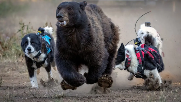 Lake Tahoe Homeowners Are Desperately Spending Thousands to Keep Bears From Breaking Into Their Houses